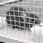 mousetrap-5335455_640
