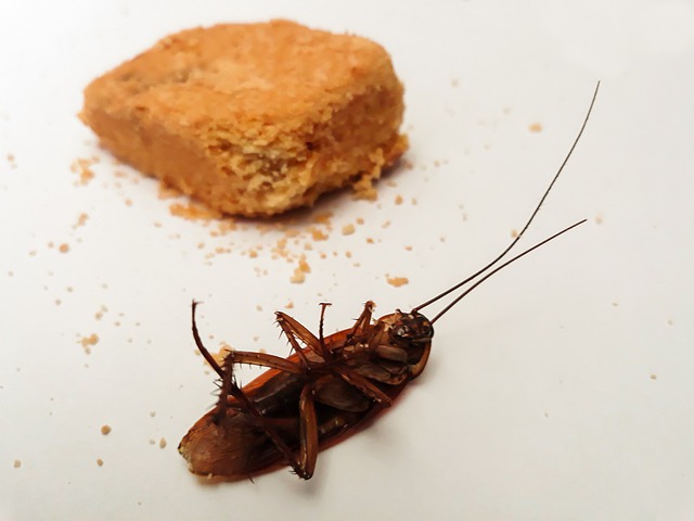 Disinfestazione da blatte e scarafaggi