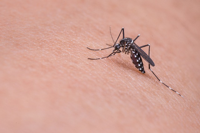 Disinfestazione per combattere la West Nile