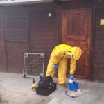 infestazione calabroni -disinfestazione 4