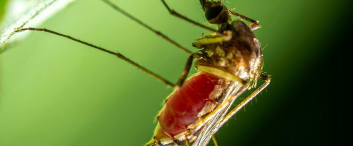 Disinfestazione zanzare a Pavia: prevenzione contro il virus West Nile