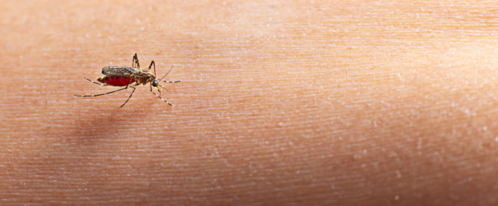 Disinfestazione zanzara tigre a Pavia: allerta Chikungunya e cosa puoi fare